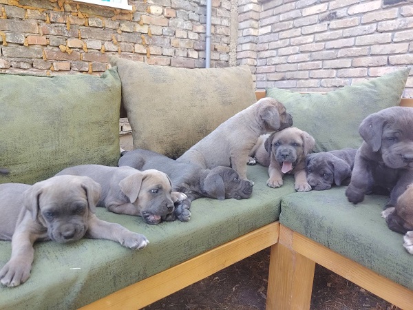 Cane Corso excellent puppies