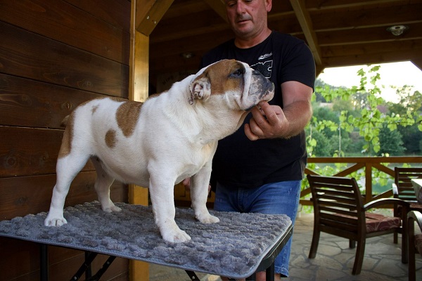 English Bulldog, female