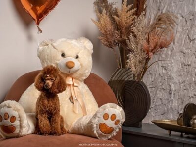 Red dwarf and toy poodles