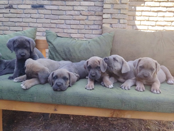 Cane Corso excellent puppies