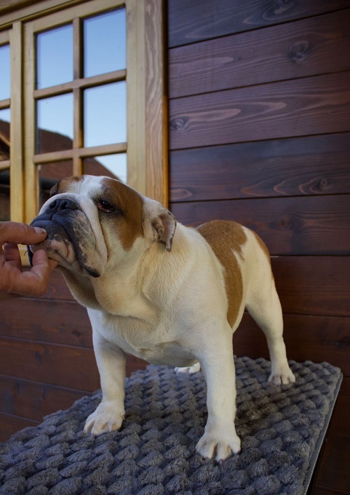 English Bulldog, female