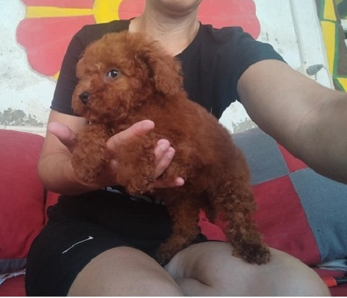 Red TOY PUDLE, beautiful puppies