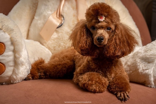 Red dwarf and toy poodles