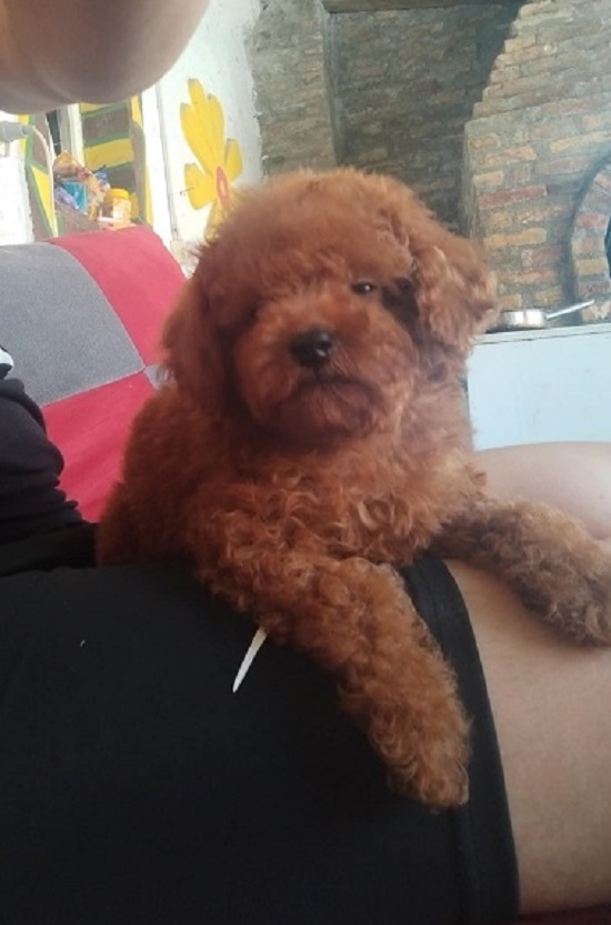 Red TOY PUDLE, beautiful puppies