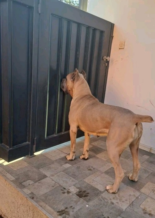 Cane Corso excellent puppies