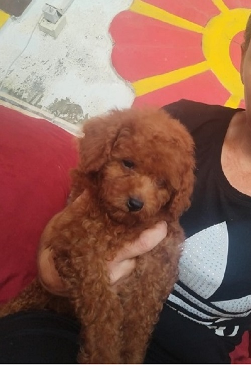 Red TOY PUDLE, beautiful puppies