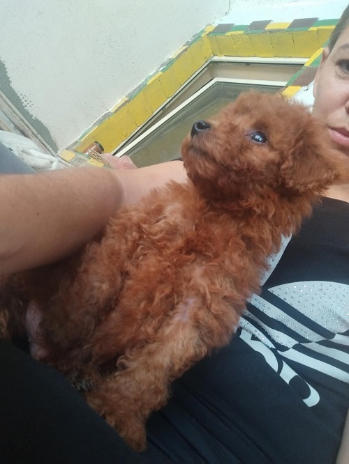 Red TOY PUDLE, beautiful puppies