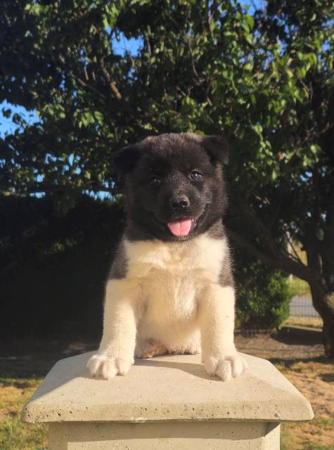 American Akita TOP puppies