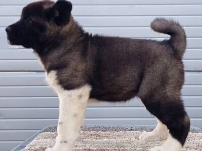American Akita TOP puppies