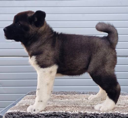 American Akita TOP puppies