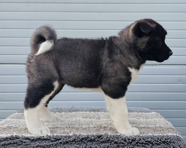 American Akita TOP puppies