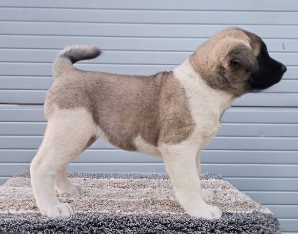 American Akita TOP puppies