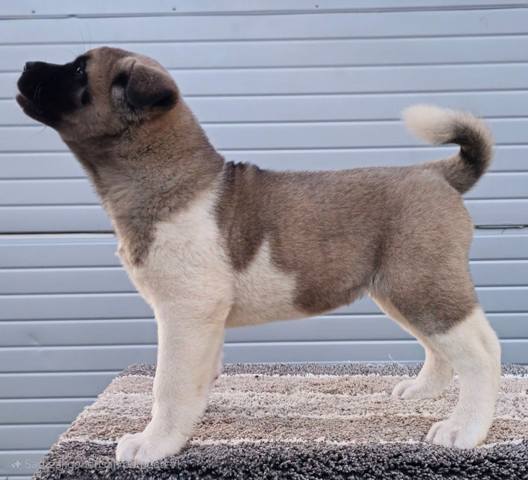 American Akita TOP puppies