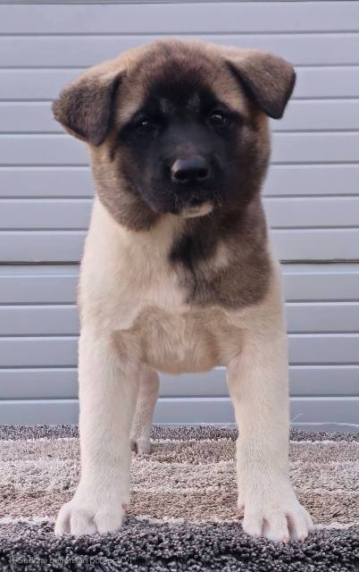 American Akita TOP puppies