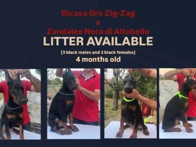 Dobermann litter
