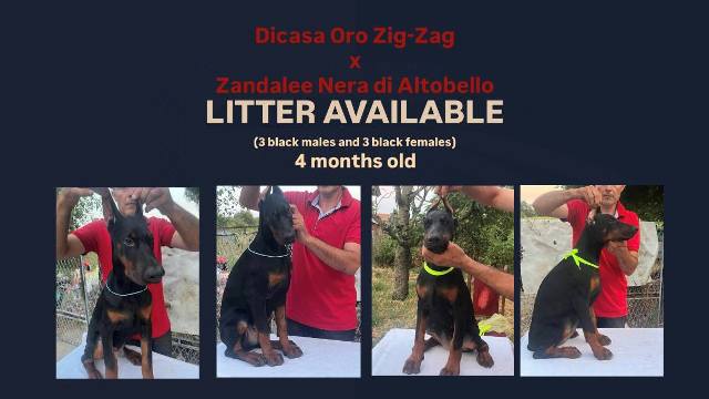 Dobermann litter