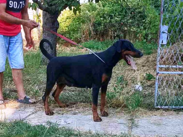 Dobermann litter