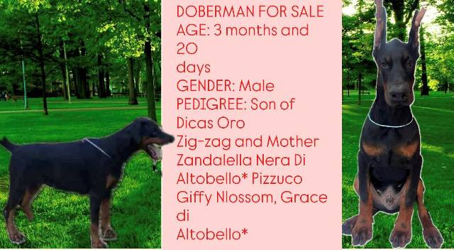 Dobermann litter