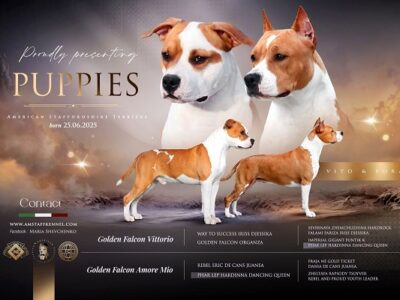 American staffordshire terriers