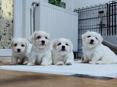 Coton de Tulear
