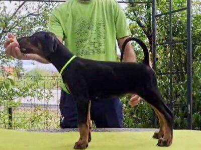Doberman Puppies – Champion Bloodline