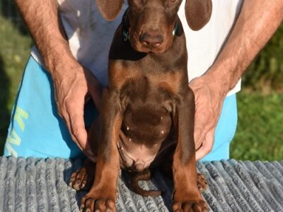 Doberman