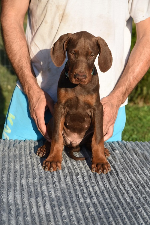 Doberman