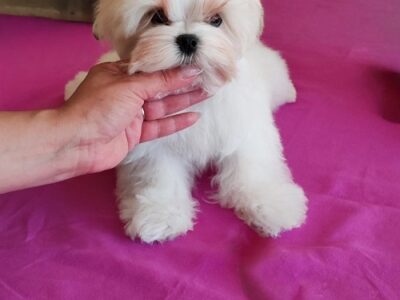 Maltese, excellent bloodlines