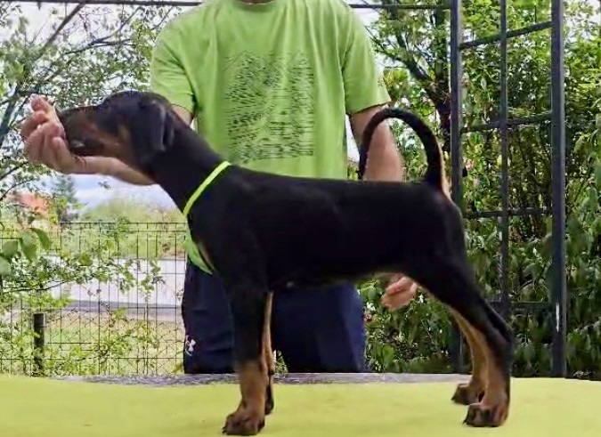 Doberman Puppies – Champion Bloodline