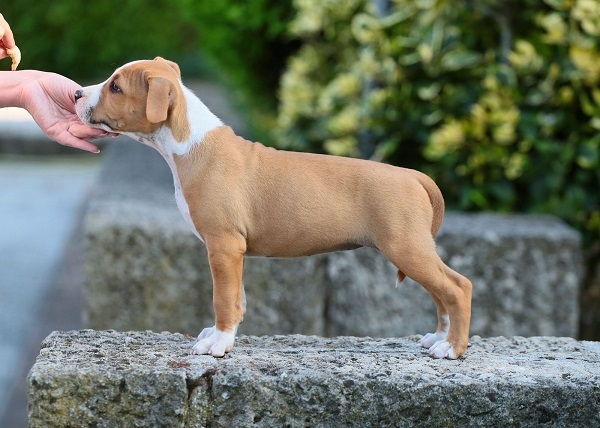 American staffordshire terriers
