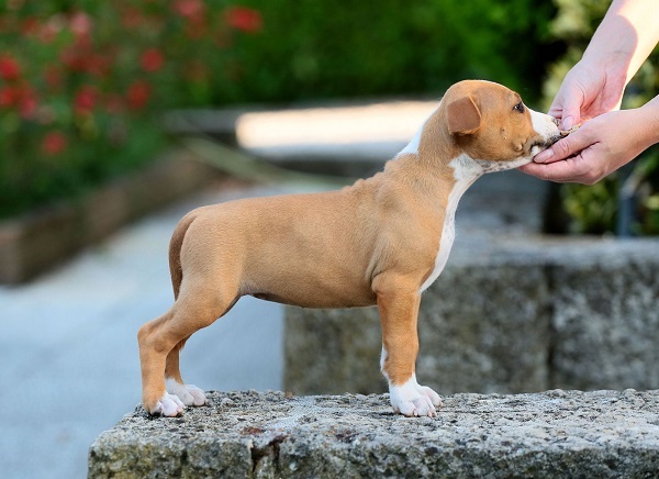 American staffordshire terriers