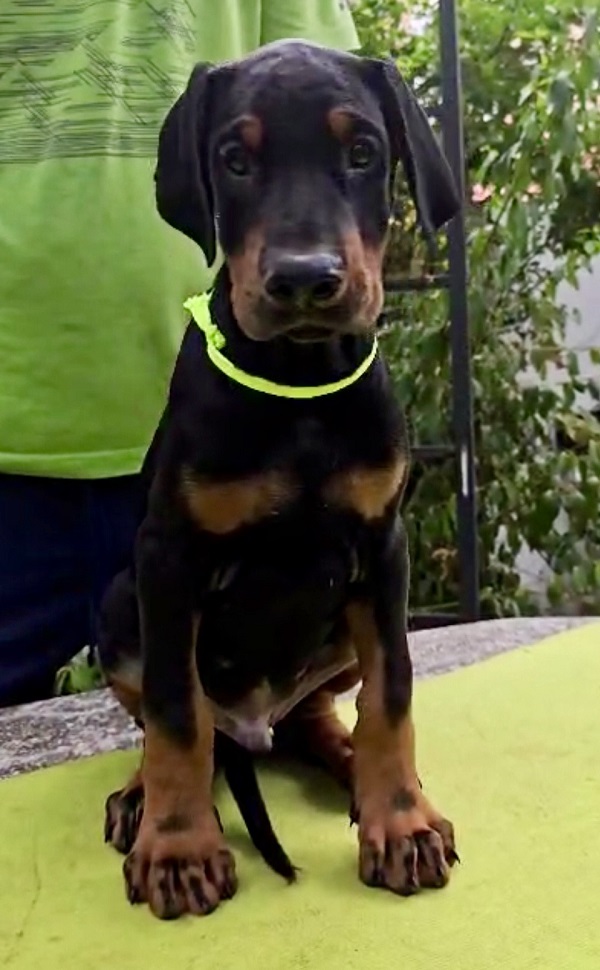 Doberman Puppies – Champion Bloodline