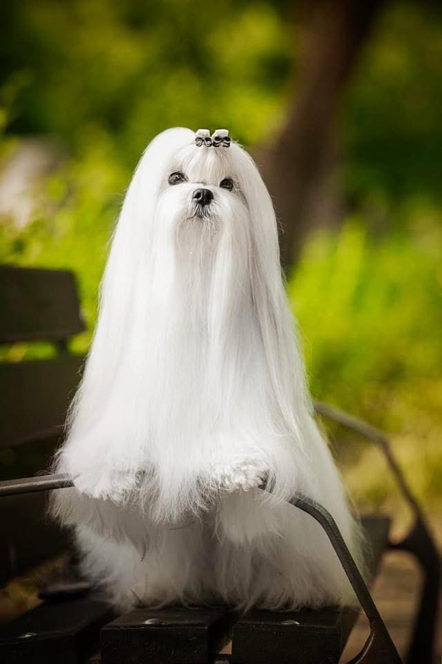 Maltese, excellent bloodlines