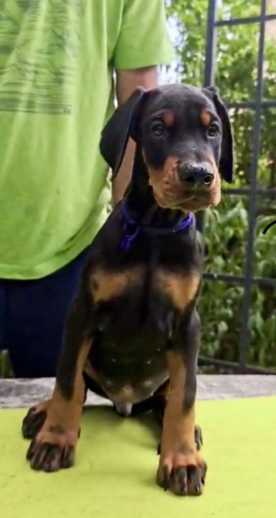Doberman Puppies – Champion Bloodline