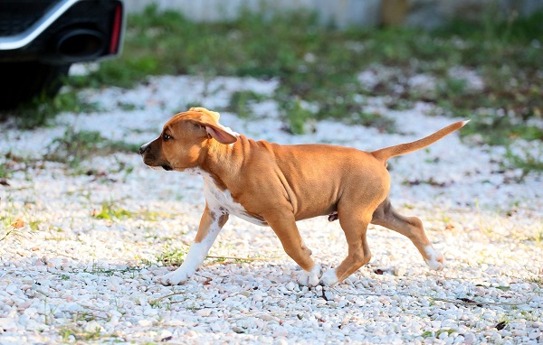 American staffordshire terriers