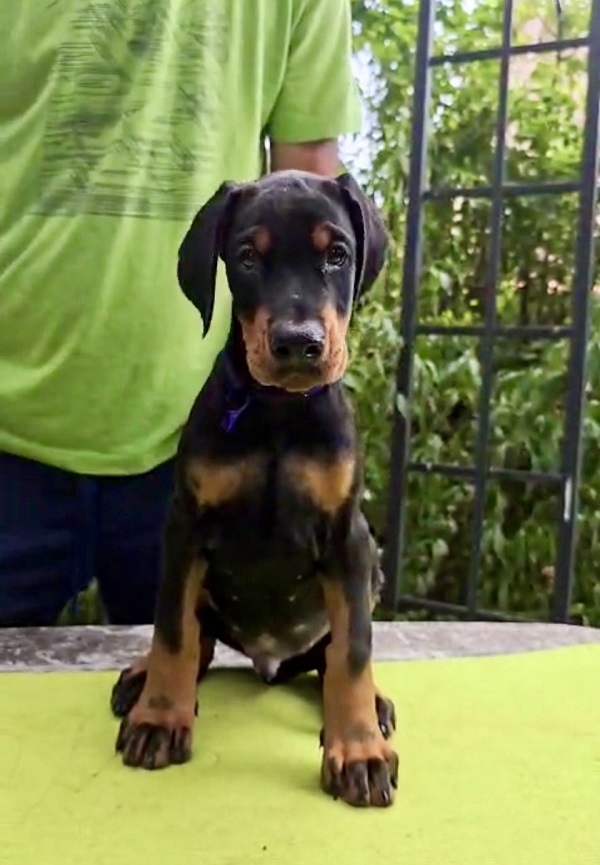 Doberman Puppies – Champion Bloodline
