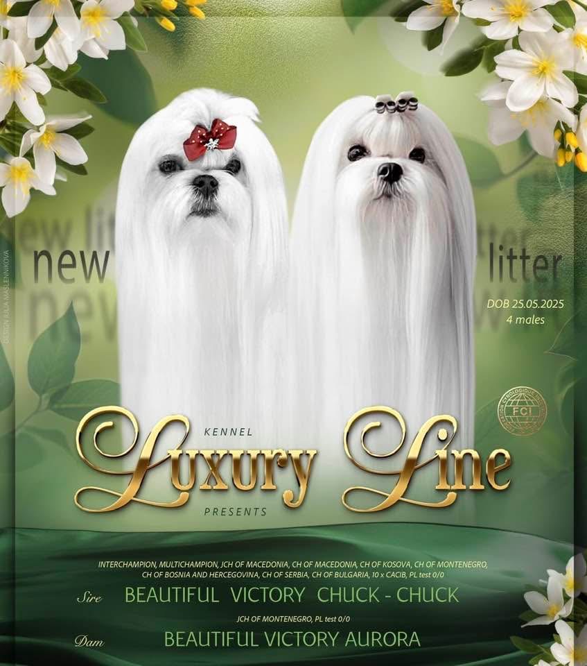 Maltese, excellent bloodlines