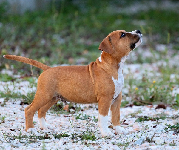 American staffordshire terriers