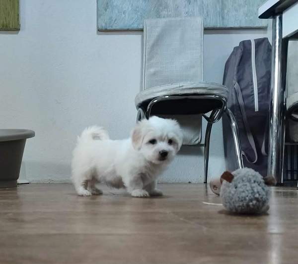 Coton de Tulear