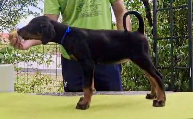 Doberman Puppies – Champion Bloodline