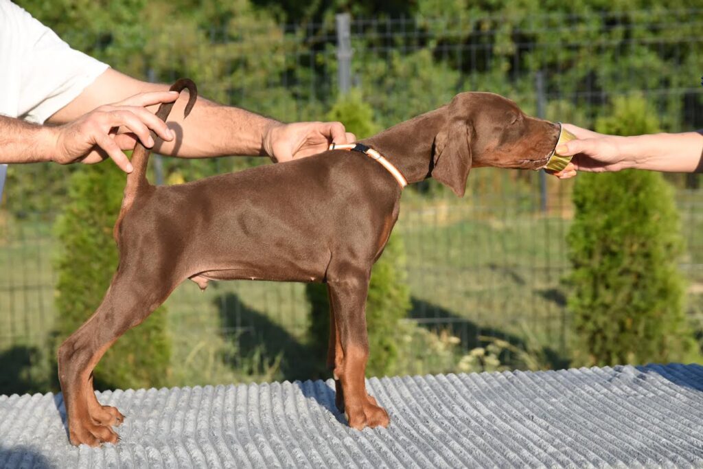 Doberman