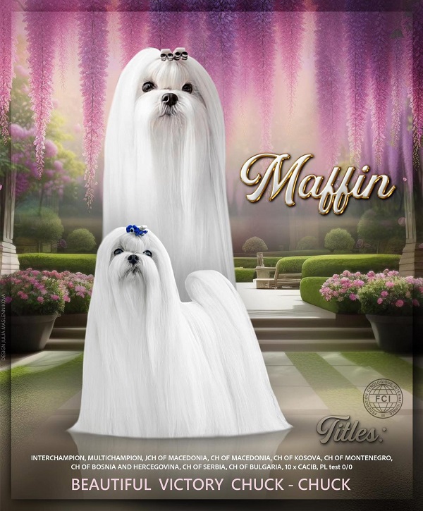 Maltese, excellent bloodlines