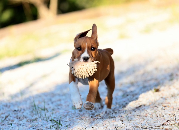 American staffordshire terriers