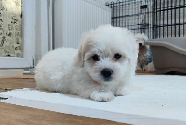 Coton de Tulear