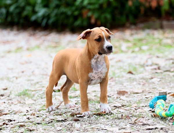 American staffordshire terriers
