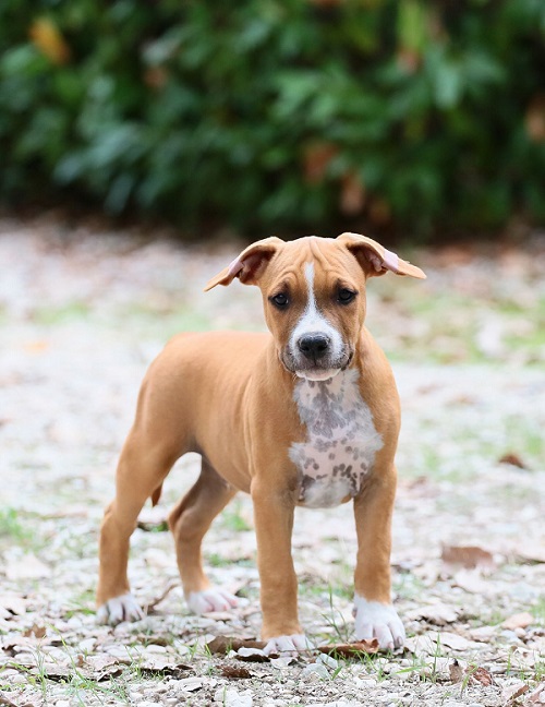 American staffordshire terriers