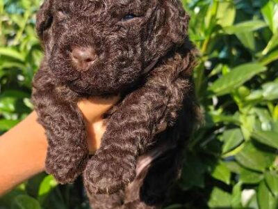 Lagotto Romagnolo puppies