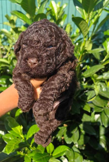 Lagotto Romagnolo puppies