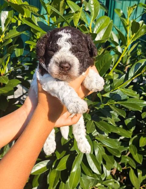 Lagotto Romagnolo puppies