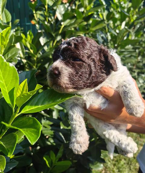 Lagotto Romagnolo puppies